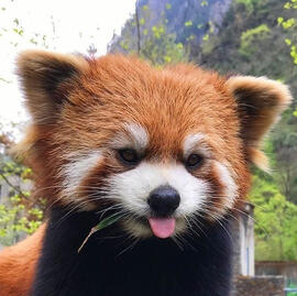 Red panda